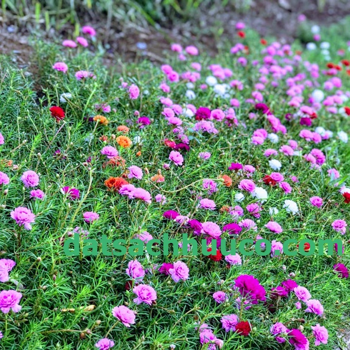 Đất sạch Namix trồng hoa