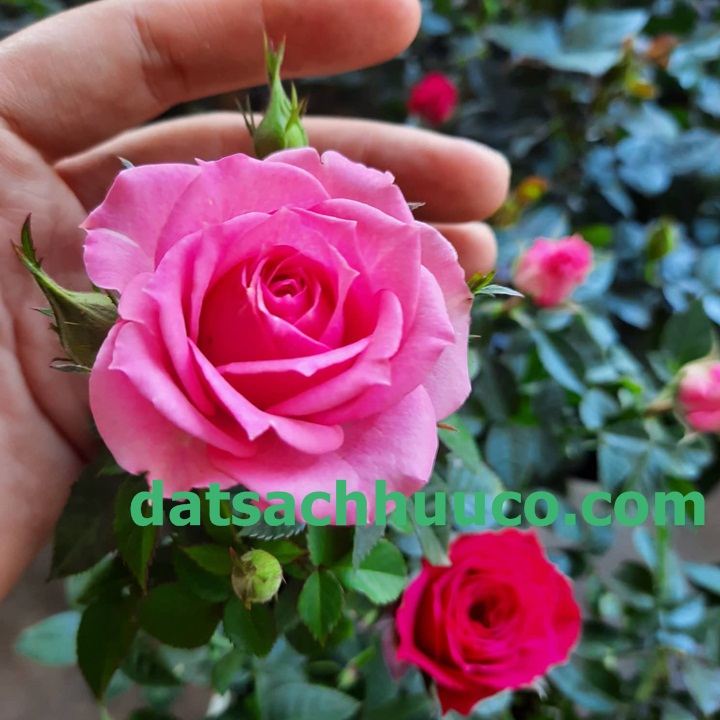 Cách chăm sóc hoa hồng. Đất sạch trồng hoa Namix