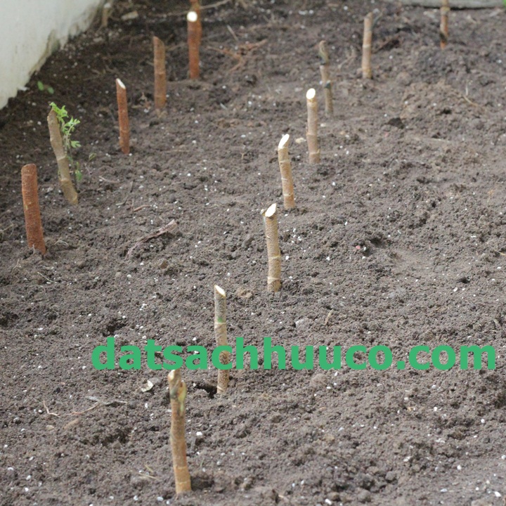 Đất sạch Namix trồng cây dược liệu