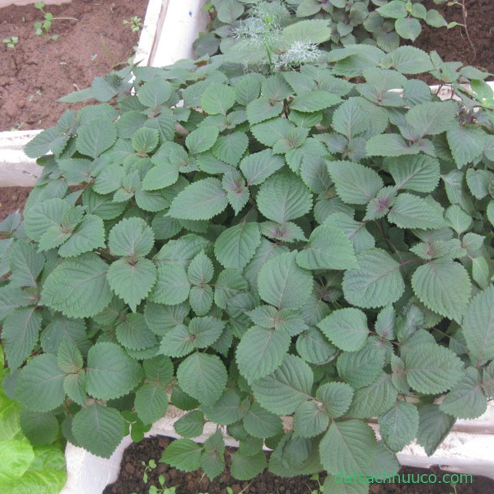 cách trồng rau tía tô trong thùng xốp