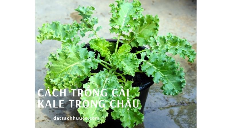 cách trồng cải kale trong chậu đơn giản tại nhà